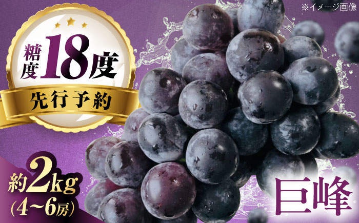 【先行予約】巨峰 約2kg1箱（4房〜6房）＜2026年8月中旬から発送＞/ 巨峰 ぶどう ブドウ 葡萄 愛媛県 愛媛 内子町 フルーツ 果物 送料無料 美味しい おすすめ 人気 特産品 四国 国産 【有限会社ふじブドウ園】 [BKCW003]