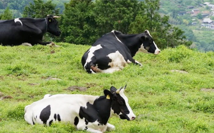 ナチュラルチーズ4種詰め合わせ（トミーノ/モッツァレラ/リコッタ/Uchiko180） ／ チーズ リコッタチーズ ナチュラルチーズ 詰め合わせ モッツアレラチーズ 愛媛県 伝統製法 おつまみ 乳製品【株式会社醍醐】[BKAH001]