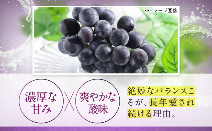 【先行予約】巨峰 約2kg1箱（4房〜6房）＜2026年8月中旬から発送＞/ 巨峰 ぶどう ブドウ 葡萄 愛媛県 愛媛 内子町 フルーツ 果物 送料無料 美味しい おすすめ 人気 特産品 四国 国産 【有限会社ふじブドウ園】 [BKCW003]