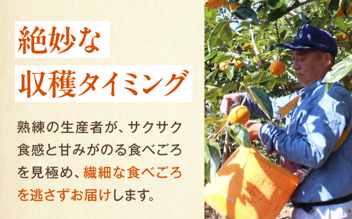 【先行予約】太秋柿 赤秀2Lサイズ約3kg（12玉入り）／ フルーツ 果物 くだもの かき 柿 内子町【愛媛たいき農業協同組合　果樹生産出荷協議会　柿部会】 [BKAL004]