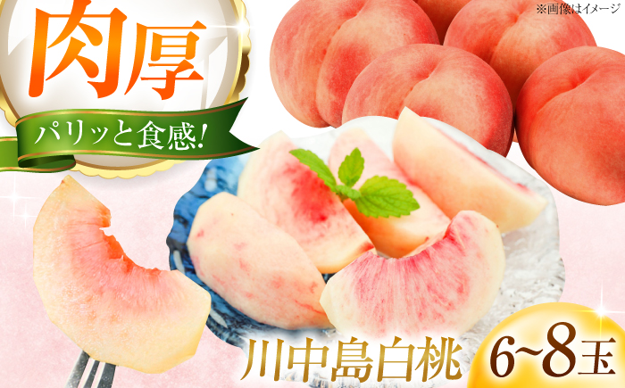 【先行予約】川中島白桃 6～8玉入り 〈2026年8月～発送〉／モモ 桃 フルーツ 果物 1箱 くだもの もも 【株式会社内子フレッシュパークからり】 [BKAD117]