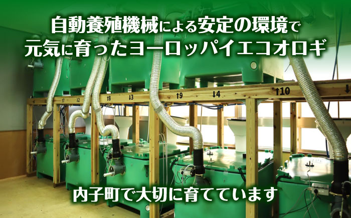 毎週土曜日お届け限定 活きヨーロッパイエコオロギ Mサイズ300匹／コオロギ 生餌 こおろぎ ペット用 爬虫類 エサ 餌 内子町 四国 愛媛県 【株式会社ヒューネット風の谷うちこおろぎファーム】 [BKBN005]