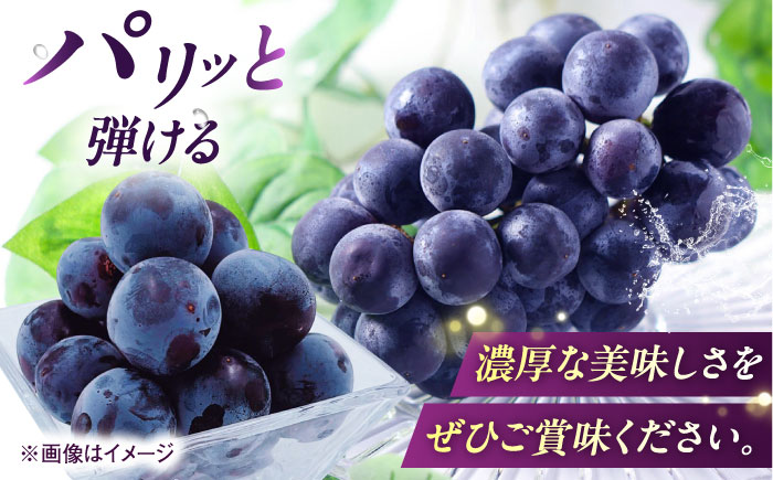 【先行予約】ピオーネ ムジ 4〜6房 2kg ＜2025年8月下旬から発送＞【北海道・沖縄配送不可】 ／ ブドウ 美味しい ぶどう ピオーネ 大人気 葡萄 愛媛県 葡萄 新鮮 旬 フルーツ 果物 食品 葡萄 新鮮 四国 内子町 【株式会社フジ・アグリフーズ】 [BKAY011]