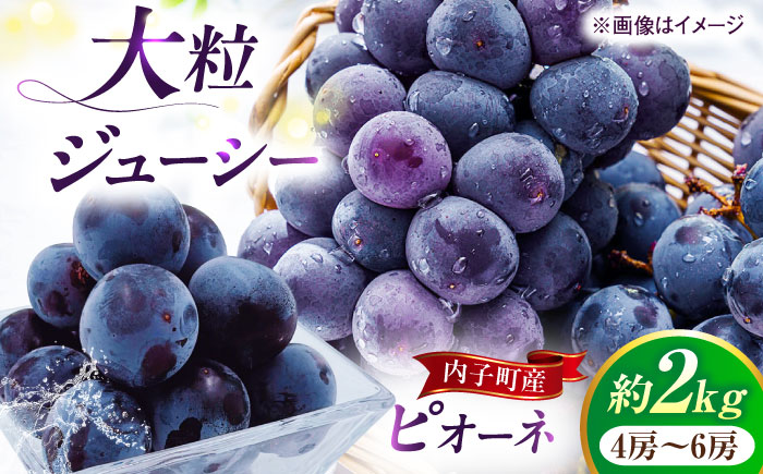 【先行予約】ピオーネ ムジ 4〜6房 2kg ＜2025年8月下旬から発送＞【北海道・沖縄配送不可】 ／ ブドウ 美味しい ぶどう ピオーネ 大人気 葡萄 愛媛県 葡萄 新鮮 旬 フルーツ 果物 食品 葡萄 新鮮【株式会社フジ・アグリフーズ】 [BKAY011]