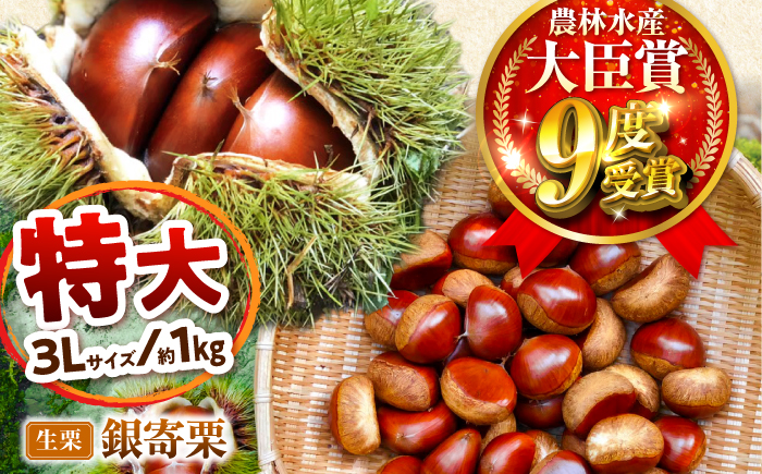【先行予約】銀寄栗 特大3L 1kg 約30粒 農林水産大臣賞9度受賞 / 栗 くり 和栗 生栗 銀寄 銀寄栗 大粒 特大 3L 栗ご飯 内子町 / 萬奥農園 [BKCC001]