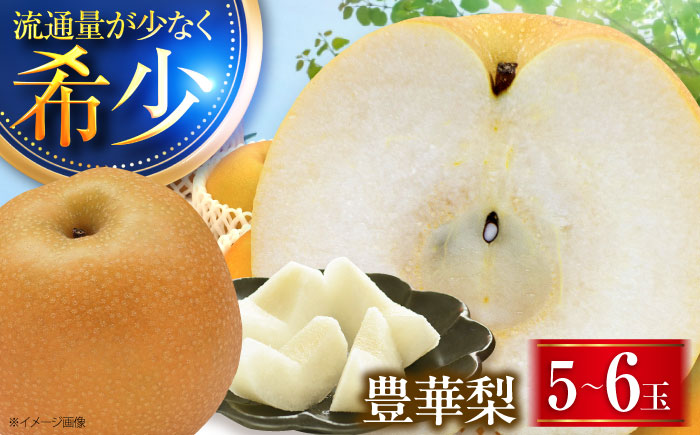 稲田ペアファームの豊華梨 （ゆたかなし） 5〜6玉 〈2026年9月〜発送〉 ／ フルーツ 果物 くだもの 食品 人気 おすすめ 梨 なし ゆたか 和梨 甘い 旬 ふるさと納税 【株式会社内子フレッシュパークからり】 [BKAD024]