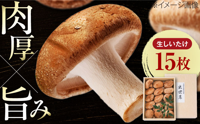 生しいたけ 15枚入 ／ しいたけ 椎茸 シイタケ きのこ キノコ 野菜 愛媛県 内子町産 四国 【株式会社フジ・アグリフーズ】 [BKAY014]