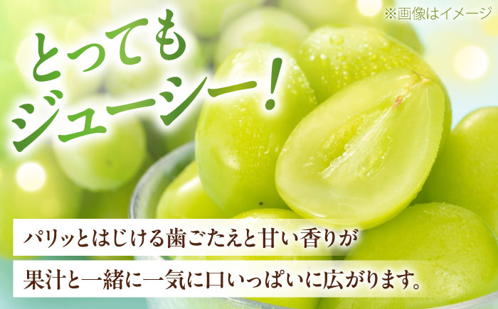 【先行予約】シャインマスカット ムジ 3〜5房 約2kg ＜2026年8月下旬〜発送開始＞ ／ シャインマスカット 大人気 愛媛県 美味しい 人気 皮ごと 葡萄 ブドウ 愛媛県産 内子町産 新鮮 旬 フルーツ 果物 くだもの【株式会社フジ・アグリフーズ】[BKAY004]