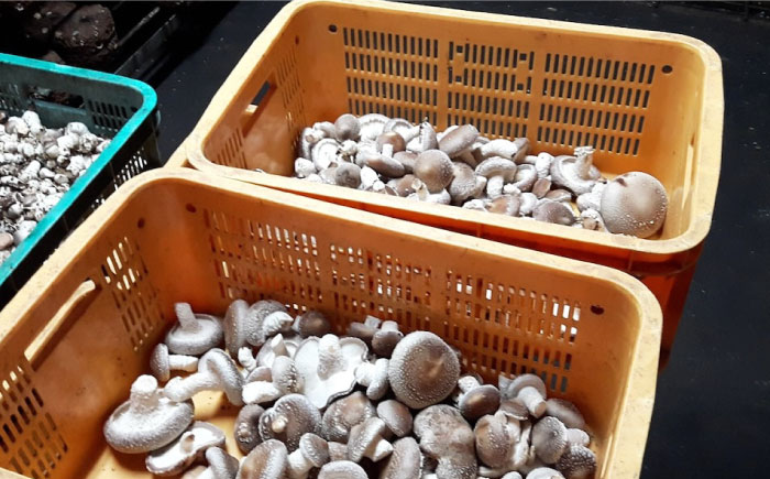 生しいたけ (菌床栽培) 約240g×2パック ／ しいたけ 椎茸 シイタケ きのこ キノコ 野菜 愛媛県 内子町産【株式会社フジ・アグリフーズ】 [BKAY013]