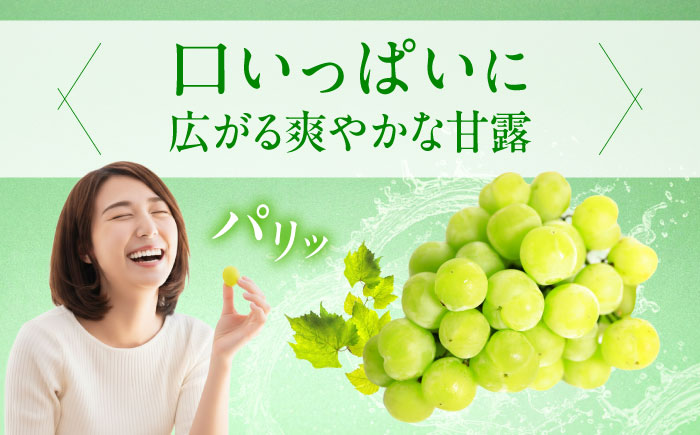 【先行予約】瀬戸ジャイアンツ 約2kg1箱（4房〜6房）＜2026年8月下旬から発送＞/ 瀬戸ジャイアンツ ぶどう ブドウ 葡萄 マスカット ますかっと 愛媛県 愛媛 内子町 フルーツ 果物 送料無料 美味しい おすすめ 人気 皮ごと 特産品 四国 国産 【有限会社ふじブドウ園】 [BKCW001]