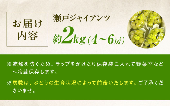 【先行予約】瀬戸ジャイアンツ 約2kg1箱（4房〜6房）＜2026年8月下旬から発送＞/ 瀬戸ジャイアンツ ぶどう ブドウ 葡萄 マスカット ますかっと 愛媛県 愛媛 内子町 フルーツ 果物 送料無料 美味しい おすすめ 人気 皮ごと 特産品 四国 国産 【有限会社ふじブドウ園】 [BKCW001]