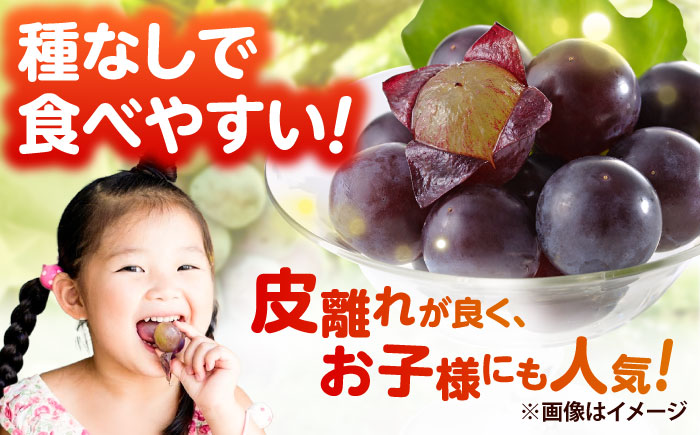 【先行予約】種無しピオーネ2kg／ぶどう 種なし フルーツ くだもの 内子町 四国 愛媛県 【フルーツファームやまおか】 [BKCO001]