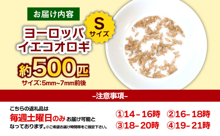 毎週土曜日お届け限定 活きヨーロッパイエコオロギSサイズ500匹／コオロギ 生餌 こおろぎ ペット用 爬虫類 エサ 餌 内子町 四国 愛媛県 【株式会社ヒューネット風の谷うちこおろぎファーム】 [BKBN004]