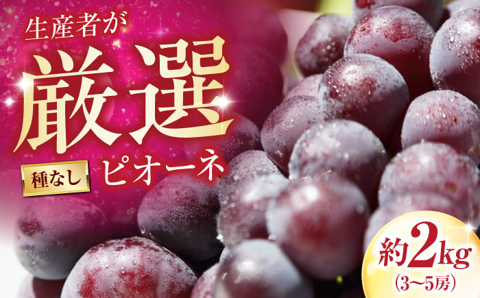 井上農園のピオーネ（種無し） 約2kg 3〜5房入 〈2026年8月〜発送〉 ／ ぴおーね 葡萄 フルーツ 果物 人気 おすすめ 種なし 種無し 甘い 濃厚 高級 【株式会社内子フレッシュパークからり】 [BKAD042]