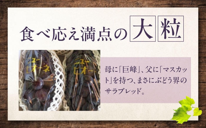 【先行予約】ニューピオーネ 約2kg1箱（4房〜6房）＜2026年8月中旬から発送＞/ ニューピオーネ ぶどう ブドウ 葡萄 愛媛県 愛媛 内子町 フルーツ 果物 送料無料 美味しい おすすめ 人気 特産品 四国 国産 【有限会社ふじブドウ園】 [BKCW004]