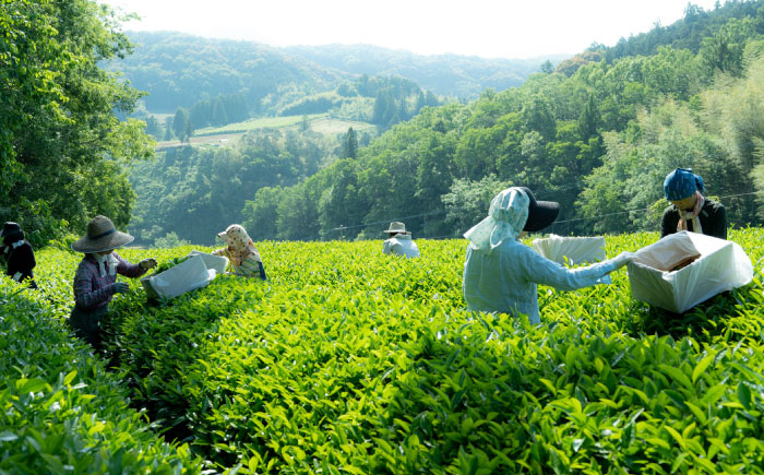 メチル化カテキンで話題 オーガニックのべにふうき緑茶 (85g×1個) ／ べにふうき 緑茶 花粉症 内子町 国産 【にのらく茶園】 [BKBR001]