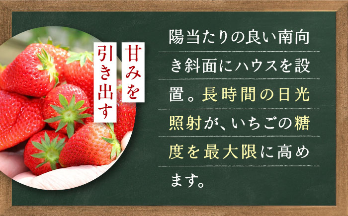 【先行予約】季節のイチゴ詰め合わせ 400g×4パック ＜2026年4月下旬以降発送＞ ／ いちご イチゴ 苺 果物 フルーツ 国産 産地直送 農家直送【周年観光農園エコファームうちこ】 [BKBW003]