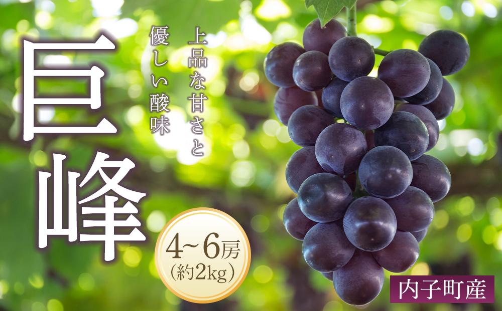 ＜先行予約＞巨峰  約2kg1箱（4房～6房）