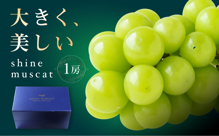 【先行予約】シャインマスカット１房 bloom leaf ／ フルーツ くだもの 果物 ぶどう ブドウ 葡萄 皮ごと マスカット ますかっと 四国 愛媛県 内子町 【ブルームリーフ合同会社】 [BKBI002]