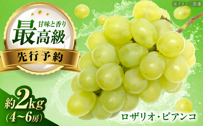 【先行予約】ロザリオ・ビアンコ 約2kg1箱（4房〜6房）＜2026年8月下旬から発送＞/ ロザリオ・ビアンコ ぶどう ブドウ 葡萄 愛媛県 愛媛 内子町 フルーツ 果物 送料無料 美味しい おすすめ 人気 皮ごと 特産品 四国 国産 【有限会社ふじブドウ園】 [BKCW002]