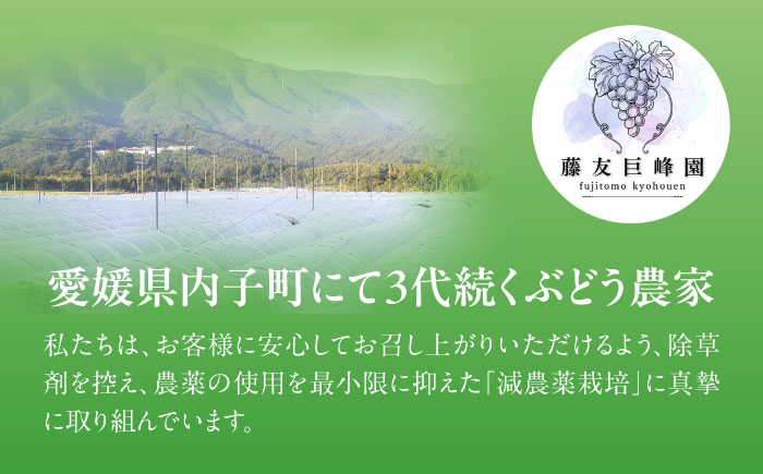 【先行予約】＜赤秀＞ 種無しぶどう 食べ比べ セット 3〜5房 2kg ／ ぶどう ブドウ 葡萄 果物 フルーツ 国産 産地直送 農家直送 愛媛県 内子町産 四国 【藤友巨峰園】 [BKCI001]