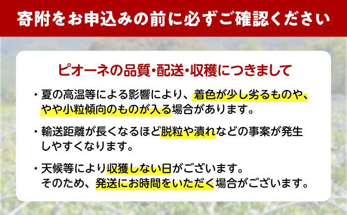 【先行予約】種無しピオーネ2kg／ぶどう 種なし フルーツ くだもの 内子町 四国 愛媛県 【フルーツファームやまおか】 [BKCO001]