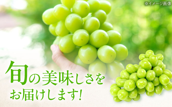 【先行予約】シャインマスカット 約2kg1箱（4房〜6房）＜2026年8月中旬から発送＞/ シャインマスカット マスカット ますかっと ぶどう ブドウ 葡萄 愛媛県 愛媛 内子町 フルーツ 果物 送料無料 美味しい おすすめ 人気 皮ごと 特産品 国産 【有限会社ふじブドウ園】 [BKCW005]