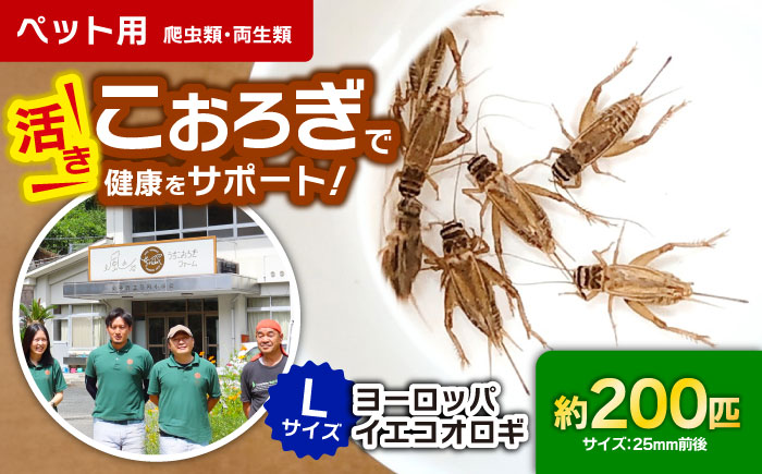 毎週土曜日お届け限定 活きヨーロッパイエコオロギ Lサイズ200匹【北海道・東北・関東・沖縄・離島配送不可】／コオロギ 生餌 こおろぎ ペット用 爬虫類 エサ 餌 内子町【株式会社ヒューネット風の谷うちこおろぎファーム】 [BKBN006]