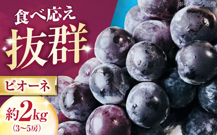 大程農園のピオーネ（種無し） 約2kg 3〜5房入 〈2026年8月〜発送〉 ／ フルーツ 果物 くだもの 食品 人気 おすすめ 送料無料 ピオーネ 葡萄 ブドウ 種無し たねなし 【株式会社内子フレッシュパークからり】 [BKAD044]