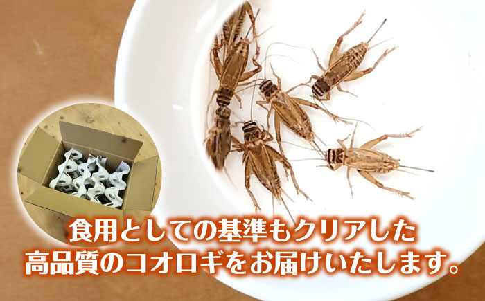 毎週土曜日お届け限定 活きヨーロッパイエコオロギ Lサイズ200匹【北海道・東北・関東・沖縄・離島配送不可】／コオロギ 生餌 こおろぎ ペット用 爬虫類 エサ 餌 内子町 四国 愛媛県 【株式会社ヒューネット風の谷うちこおろぎファーム】 [BKBN006]