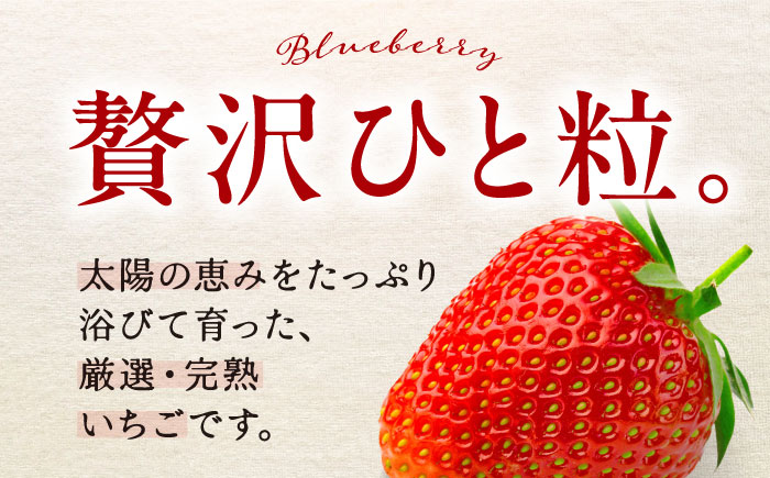 【先行予約】季節のイチゴ詰め合わせ 400g×4パック ＜2026年4月下旬以降発送＞ ／ いちご イチゴ 苺 果物 フルーツ 国産 産地直送 農家直送【周年観光農園エコファームうちこ】 [BKBW003]