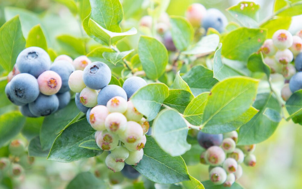 手摘みブルーベリー詰め合わせ（450g×4パック）＜2025年7月下旬より発送＞