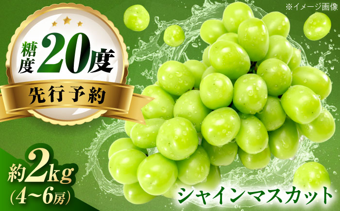【先行予約】シャインマスカット 約2kg1箱（4房〜6房）＜2026年8月中旬から発送＞/ シャインマスカット マスカット ますかっと ぶどう ブドウ 葡萄 愛媛県 愛媛 内子町 フルーツ 果物 送料無料 美味しい おすすめ 人気 皮ごと 特産品 国産 【有限会社ふじブドウ園】 [BKCW005]