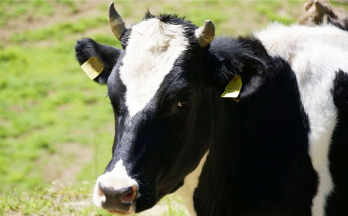 ナチュラルチーズ4種詰め合わせ（トミーノ/モッツァレラ/リコッタ/Uchiko180） ／ チーズ リコッタチーズ ナチュラルチーズ 詰め合わせ モッツアレラチーズ 愛媛県 伝統製法 おつまみ 乳製品【株式会社醍醐】[BKAH001]