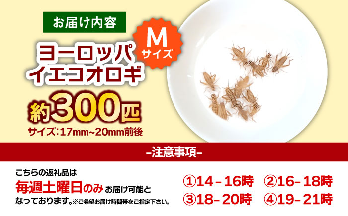 毎週土曜日お届け限定 活きヨーロッパイエコオロギ Mサイズ300匹／コオロギ 生餌 こおろぎ ペット用 爬虫類 エサ 餌 内子町 四国 愛媛県 【株式会社ヒューネット風の谷うちこおろぎファーム】 [BKBN005]