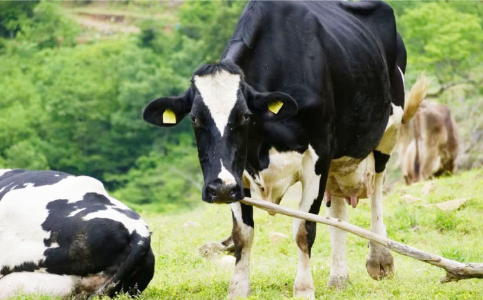 ナチュラルチーズ4種詰め合わせ（トミーノ/モッツァレラ/リコッタ/Uchiko180） ／ チーズ リコッタチーズ ナチュラルチーズ 詰め合わせ モッツアレラチーズ 愛媛県 伝統製法 おつまみ 乳製品【株式会社醍醐】[BKAH001]