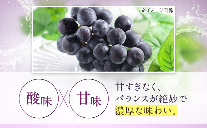 【先行予約】ニューピオーネ 約2kg1箱（4房〜6房）＜2026年8月中旬から発送＞/ ニューピオーネ ぶどう ブドウ 葡萄 愛媛県 愛媛 内子町 フルーツ 果物 送料無料 美味しい おすすめ 人気 特産品 四国 国産 【有限会社ふじブドウ園】 [BKCW004]