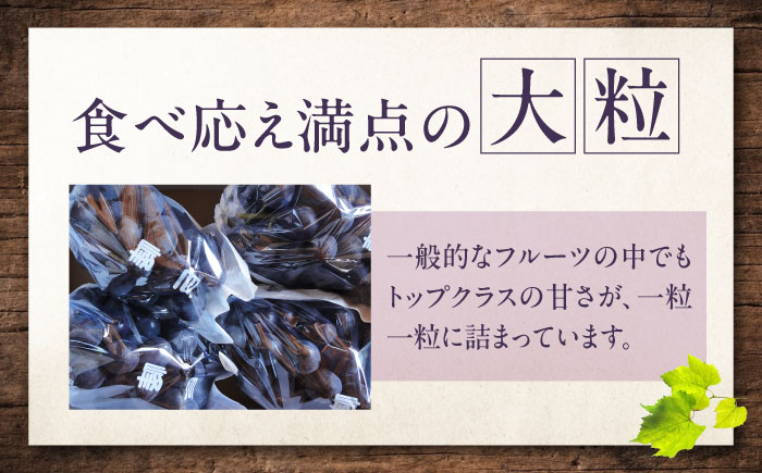 【先行予約】巨峰 約2kg1箱（4房〜6房）＜2026年8月中旬から発送＞/ 巨峰 ぶどう ブドウ 葡萄 愛媛県 愛媛 内子町 フルーツ 果物 送料無料 美味しい おすすめ 人気 特産品 四国 国産 【有限会社ふじブドウ園】 [BKCW003]