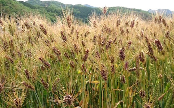 内子からり米使用 もち麦ご飯 24パック 自社栽培内子からり米にこまる・内子町産もち麦使用 ／ 米 もち麦 ごはん 愛媛県産 お米 パックご飯 【株式会社内子フレッシュパークからり】 [BKAD007]