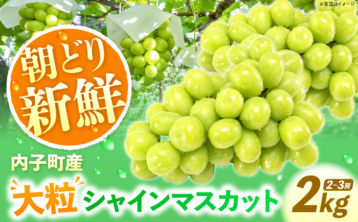 【先行予約】内子町産 朝どり シャインマスカット 2kg【2026年8月下旬から順次発送】 ／ シャインマスカット マスカット ぶどう ブドウ 葡萄 果物 フルーツ 国産 産地直送 農家直送【峯下ぶどう園】 [BKCE001]