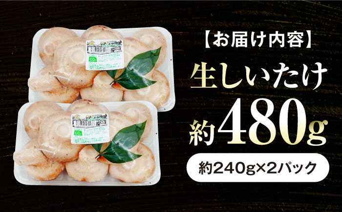 生しいたけ (菌床栽培) 約240g×2パック ／ しいたけ 椎茸 シイタケ きのこ キノコ 野菜 愛媛県 内子町産【株式会社フジ・アグリフーズ】 [BKAY013]
