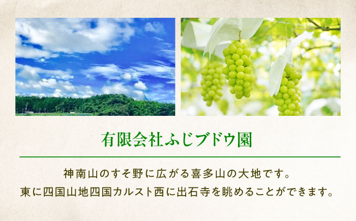 【先行予約】瀬戸ジャイアンツ 約2kg1箱（4房〜6房）＜2026年8月下旬から発送＞/ 瀬戸ジャイアンツ ぶどう ブドウ 葡萄 マスカット ますかっと 愛媛県 愛媛 内子町 フルーツ 果物 送料無料 美味しい おすすめ 人気 皮ごと 特産品 四国 国産 【有限会社ふじブドウ園】 [BKCW001]