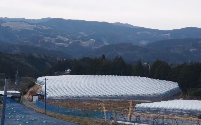 【先行予約】内子町産 朝どり シャインマスカット 2kg【2026年8月下旬から順次発送】 ／ シャインマスカット マスカット ぶどう ブドウ 葡萄 果物 フルーツ 国産 産地直送 農家直送【峯下ぶどう園】 [BKCE001]