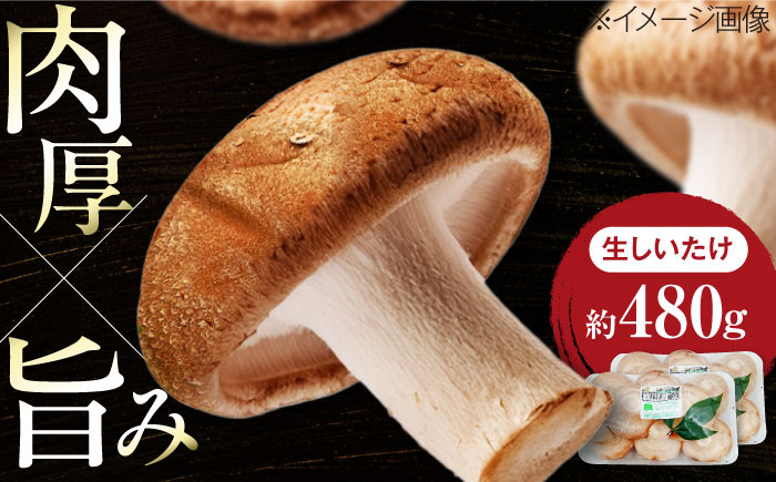 生しいたけ (菌床栽培) 約240g×2パック ／ しいたけ 椎茸 シイタケ きのこ キノコ 野菜 愛媛県 内子町産【株式会社フジ・アグリフーズ】 [BKAY013]