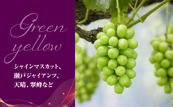 【先行予約】＜赤秀＞ 種無しぶどう 食べ比べ セット 3〜5房 2kg ／ ぶどう ブドウ 葡萄 果物 フルーツ 国産 産地直送 農家直送 愛媛県 内子町産 四国 【藤友巨峰園】 [BKCI001]