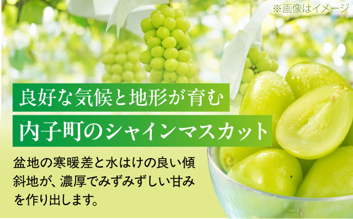 【先行予約】シャインマスカット 秀品 3〜5房 約2kg ＜2026年8月下旬〜発送開始＞ ／ シャインマスカット 大人気 愛媛県 美味しい 人気 皮ごと 葡萄 ブドウ 愛媛県産 内子町産 新鮮 旬 フルーツ 果物 くだもの【株式会社フジ・アグリフーズ】[BKAY005]