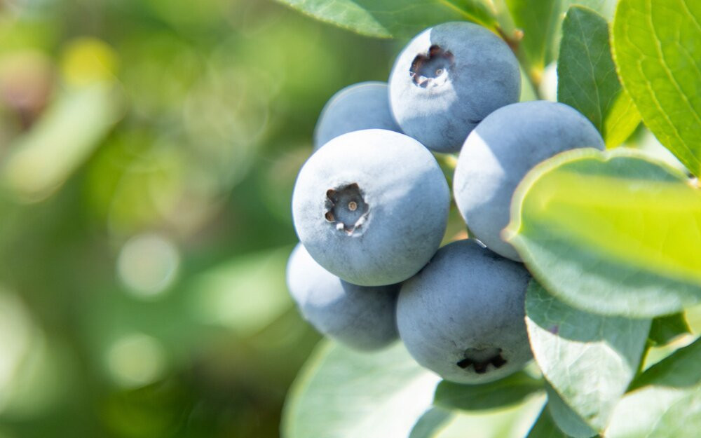 手摘みブルーベリー詰め合わせ（450g×4パック）＜2025年7月下旬より発送＞