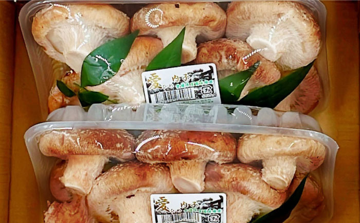 生しいたけ (菌床栽培) 約240g×2パック ／ しいたけ 椎茸 シイタケ きのこ キノコ 野菜 愛媛県 内子町産【株式会社フジ・アグリフーズ】 [BKAY013]