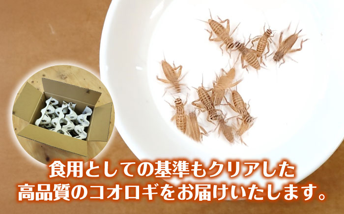 毎週土曜日お届け限定 活きヨーロッパイエコオロギ Mサイズ300匹／コオロギ 生餌 こおろぎ ペット用 爬虫類 エサ 餌 内子町 四国 愛媛県 【株式会社ヒューネット風の谷うちこおろぎファーム】 [BKBN005]