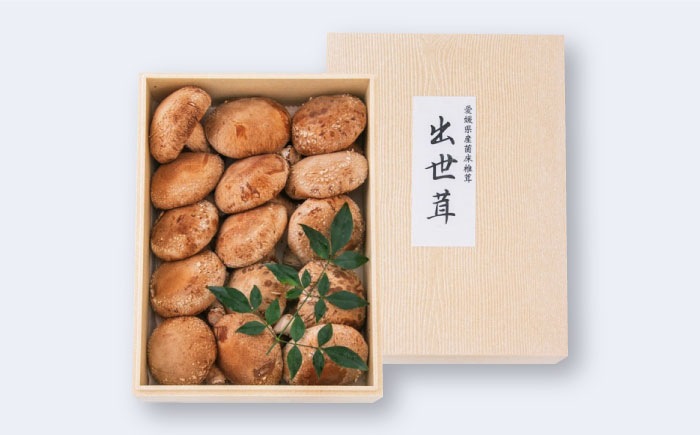 生しいたけ 15枚入 ／ しいたけ 椎茸 シイタケ きのこ キノコ 野菜 愛媛県 内子町産 四国 【株式会社フジ・アグリフーズ】 [BKAY014]